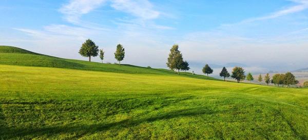 Starr Turf Grass & Stone