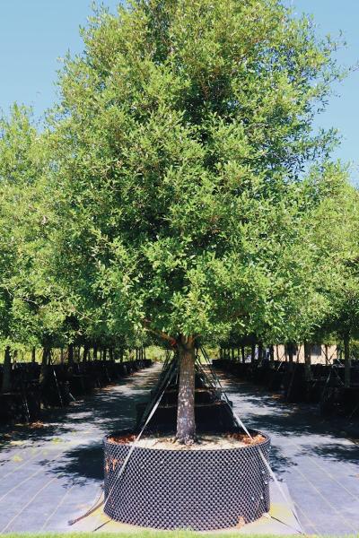 Gerald's Tree Farm