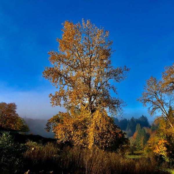 Northwest Arbor-Culture Inc.