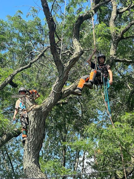 Youngstown Tree Service