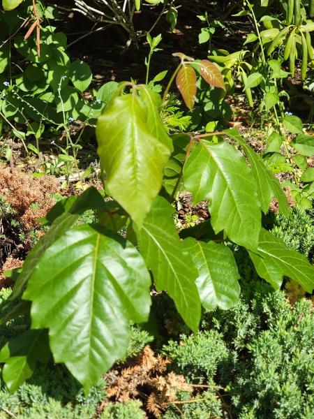 Poison Ivy Plus