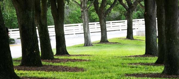 Green Planet Tree Service