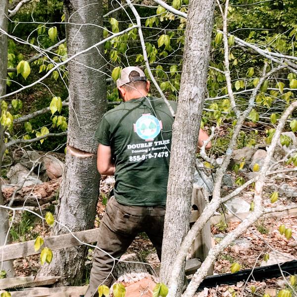 Double Tree Trimming & Removal Services
