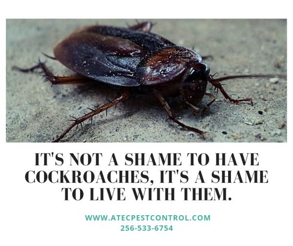 Atec Pest Control