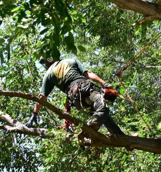Primetime Pruning and Tree Removals