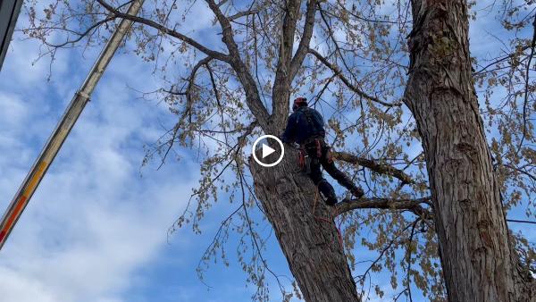 Primetime Pruning and Tree Removals