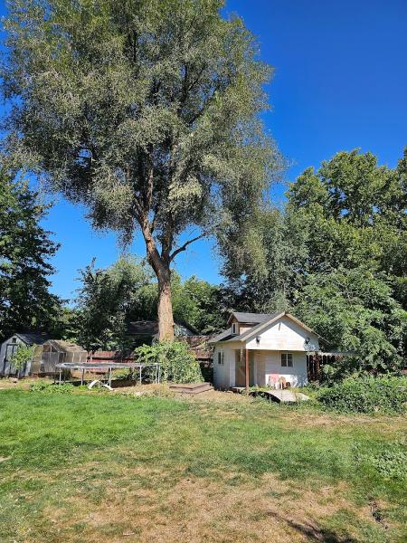 Primetime Pruning and Tree Removals