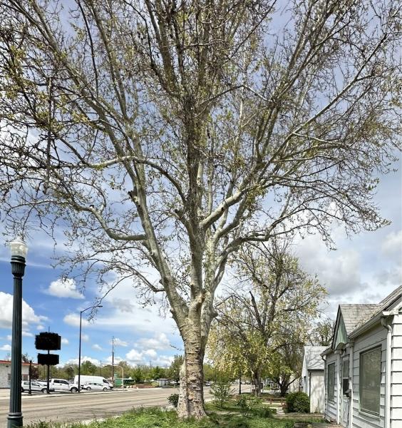 Primetime Pruning and Tree Removals