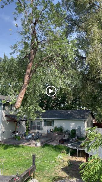Primetime Pruning and Tree Removals