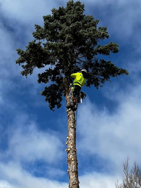 Great Oaks Tree Service