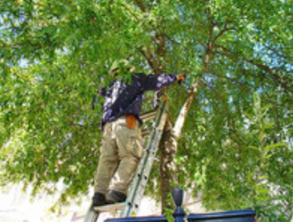 Mansfield Tree Service & Stump Grinding
