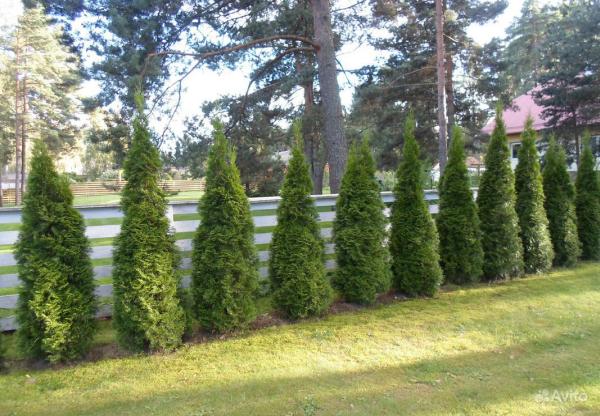 Green Giant Tree Farm