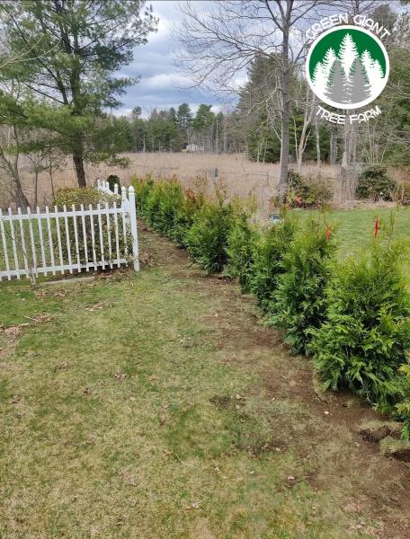 Green Giant Tree Farm