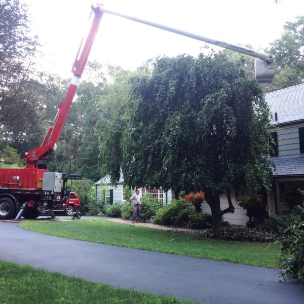 Bristol's Tree & Lawn Services
