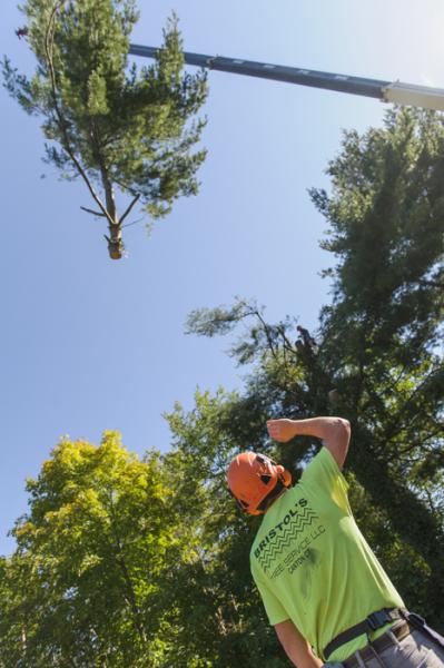 Bristol's Tree & Lawn Services