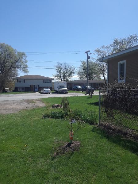The Tree Bee Arborists