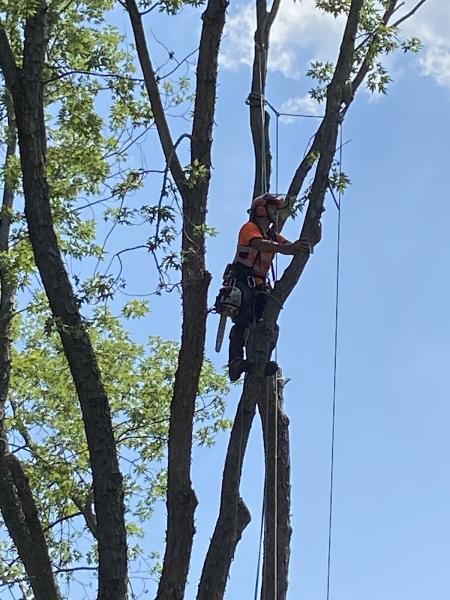 The Tree Bee Arborists