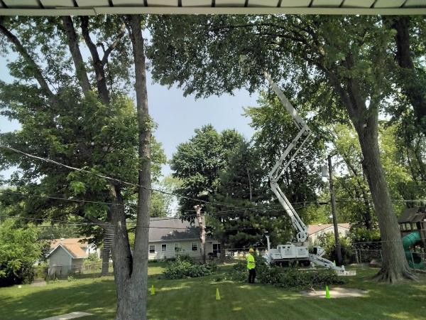 The Tree Bee Arborists
