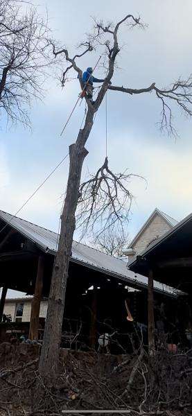 Tonys Tree Service