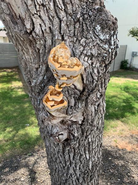 John Walters Certified Arborist