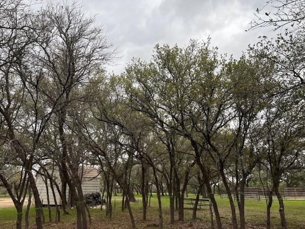 John Walters Certified Arborist