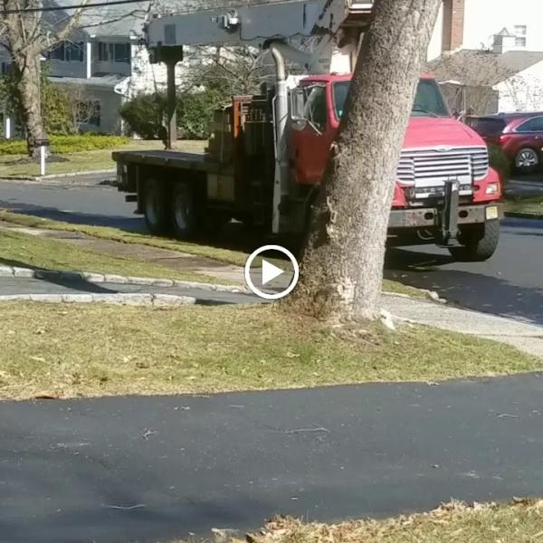 BJS Tree Service LLC