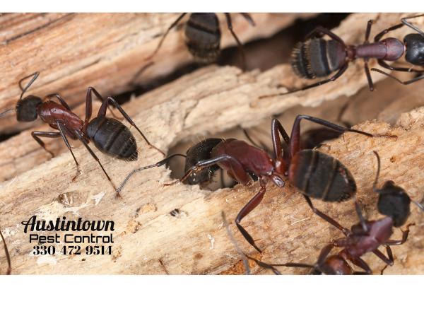 Austintown Pest Control