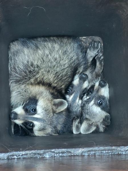 Critter Removal Indianapolis