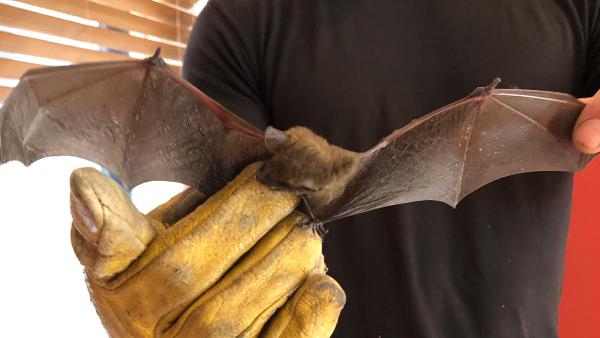 Bat Removal Specialists LLC