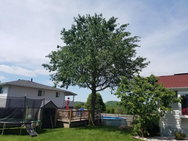 Priced Rite Lawn & Tree Service