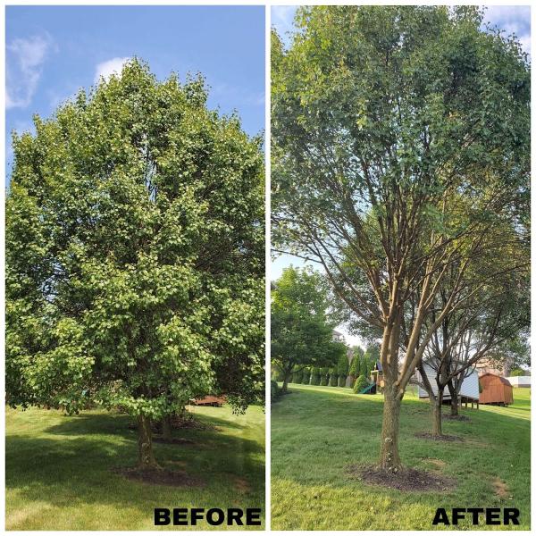Priced Rite Lawn & Tree Service