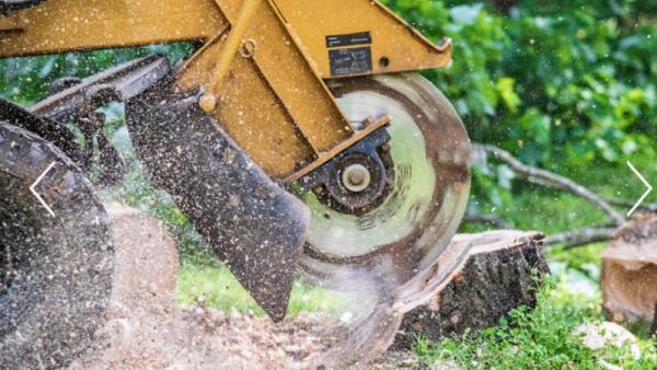 Advance Stump Removal