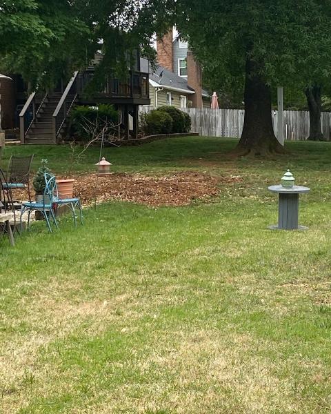 Advance Stump Removal