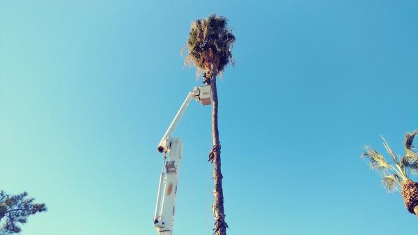 Cervantes Tree Services