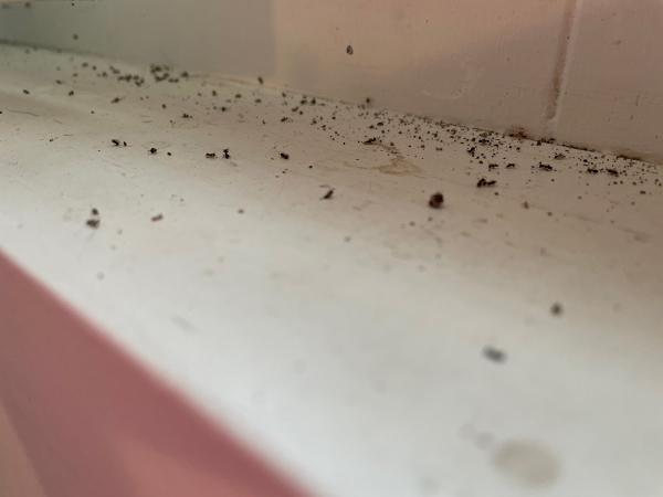 Debug Pest Control