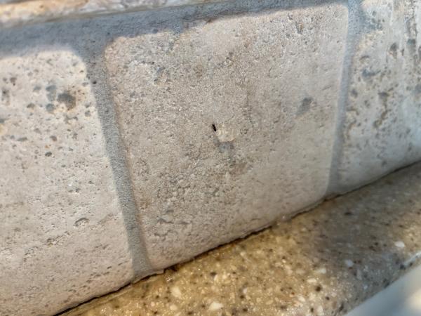 Debug Pest Control