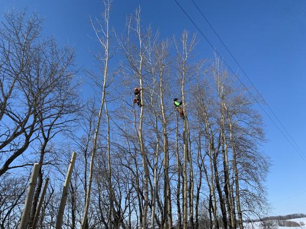 Jake's Tree Service