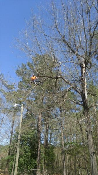 Southeastern Tree Removal