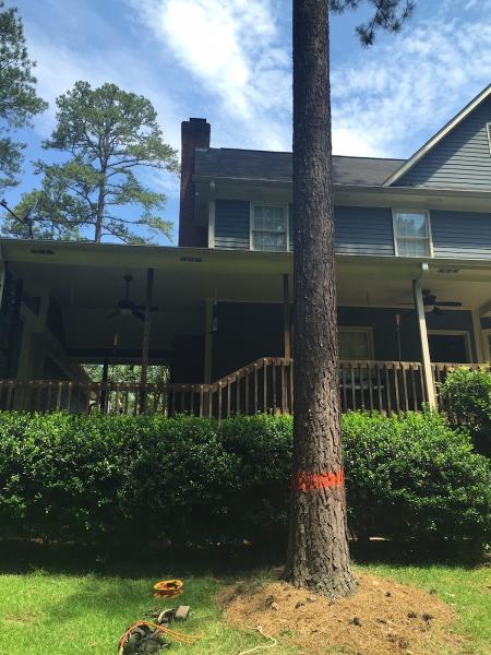 Southeastern Tree Removal