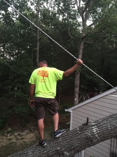 Southeastern Tree Removal