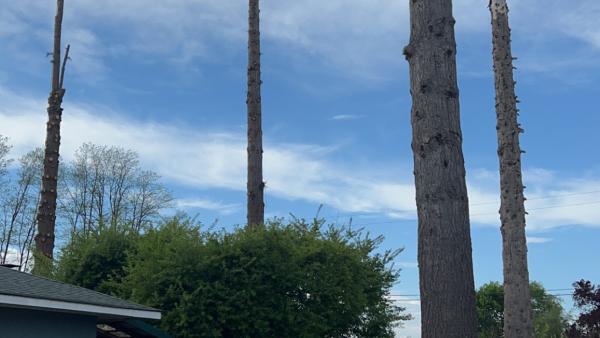 Ward's Tree Service L.l.c