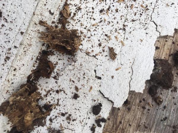 Jones Ladybug Termite & Pest Management