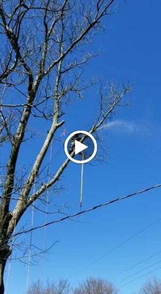 GAD Tree Experts