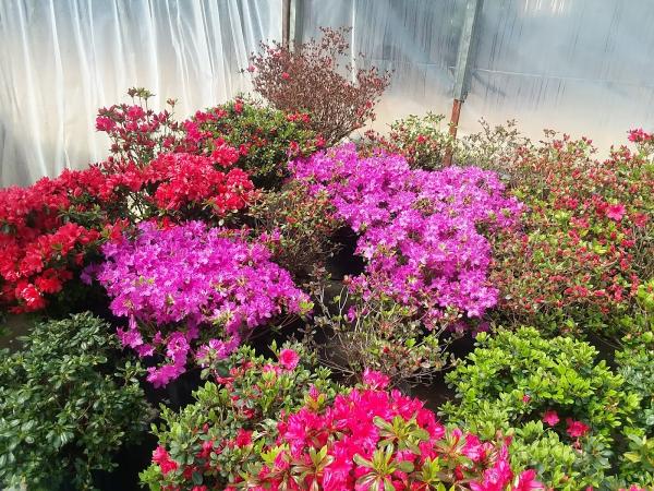 Lewis Landscaping co.