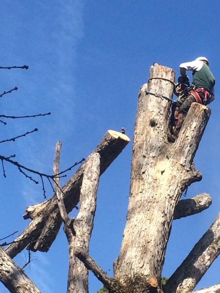 Brothers Tree Service