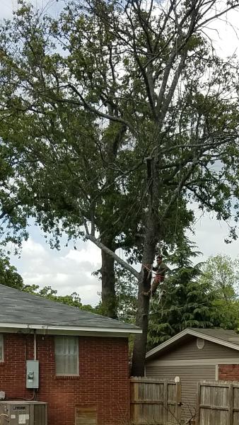 Brothers Tree Service