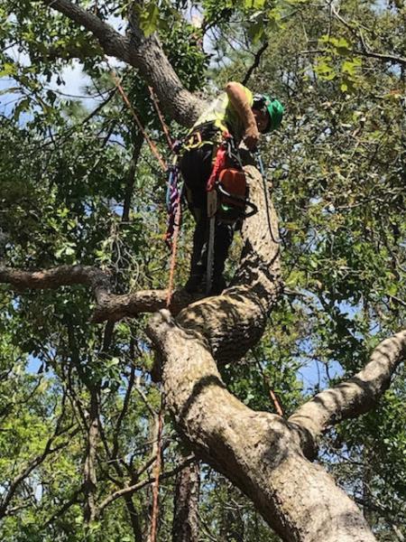 Ascent Tree Works