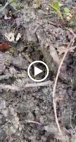 Epcon Lane Pest Control