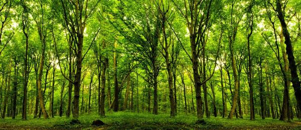 Arborist