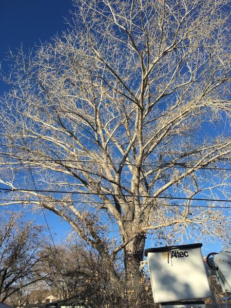 Noah's Park Tree Care